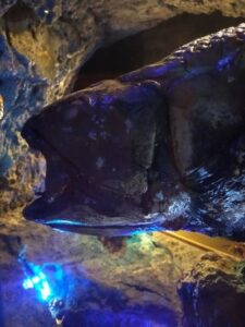 Outline：Numazu Deep Sea Aquarium "Coelacanth Museum"