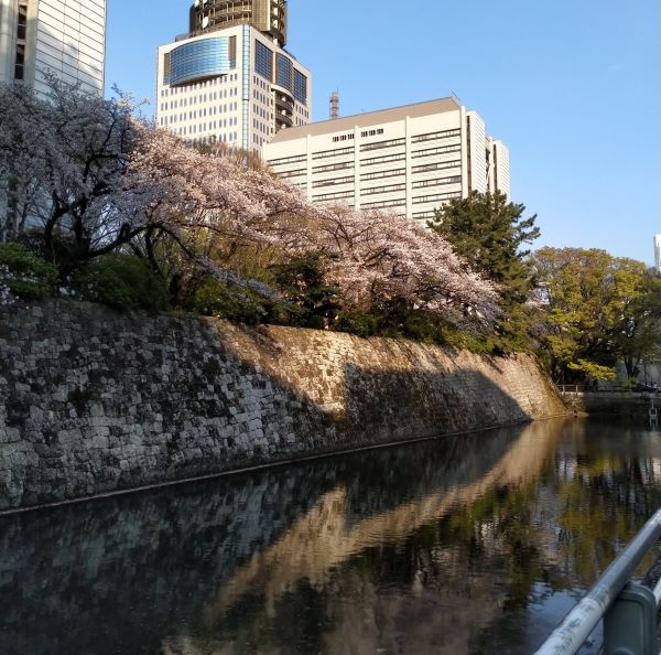 cherry blossom viewing