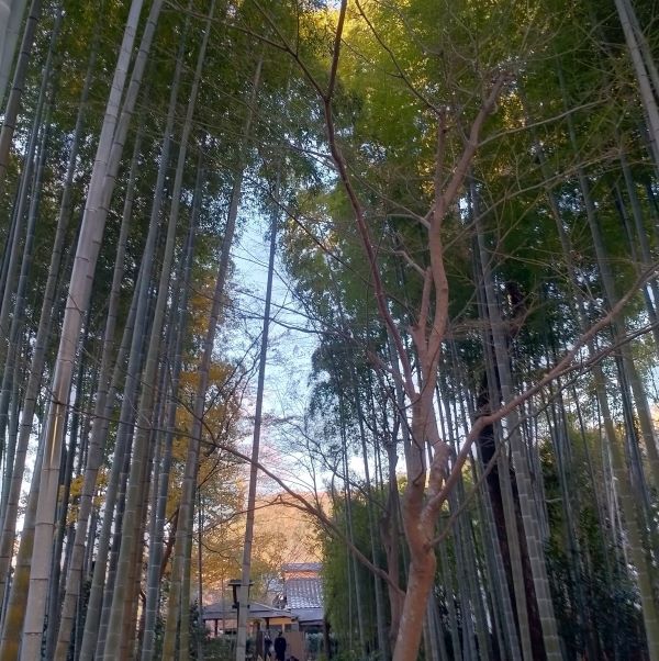 Bamboo Grove Path(Chikurin no Komichi(竹林の小径))