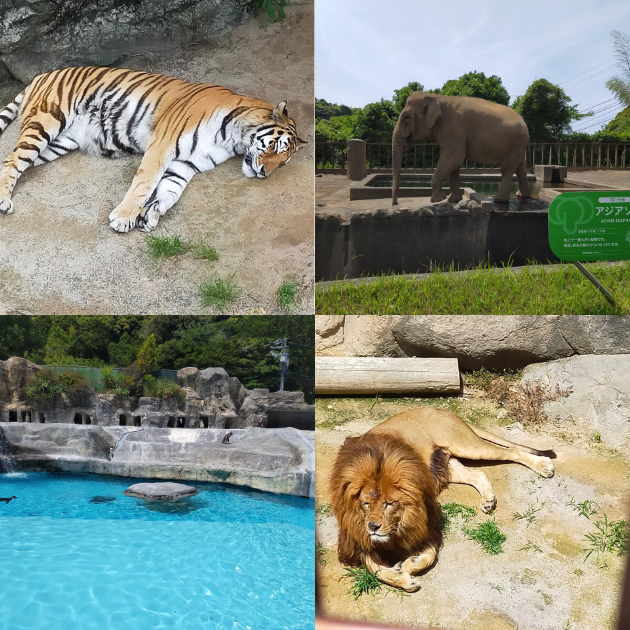 Introducing "Shizuoka Municipal Nihondaira Zoo"@Suruga Ward, Shizuoka